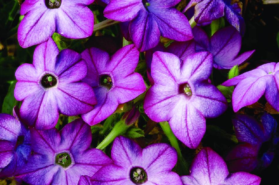 Puķu tabaka 'Saratoga Purple Bicolor'