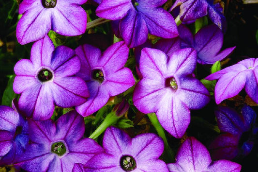 Puķu tabaka 'Saratoga Purple Bicolor'
