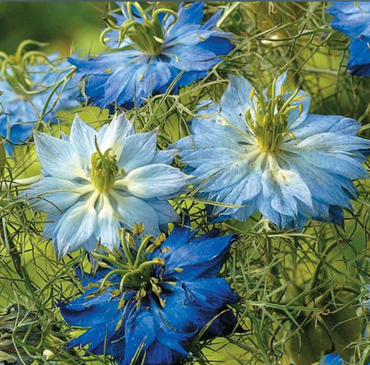 Nigella 'Moody Blues'