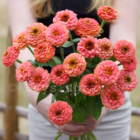 Cinnija 'Oklahoma Salmon'