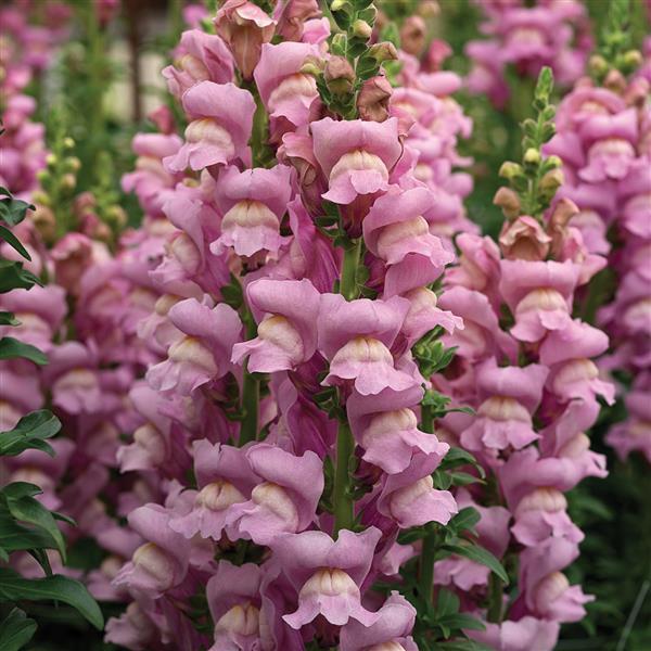 Lauvmutīte 'Opus III Lavander'