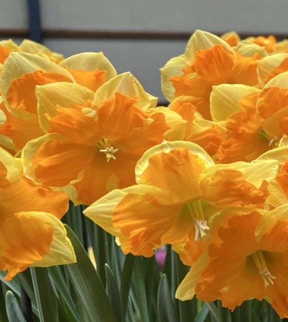 Narcises 'Outright Orange'