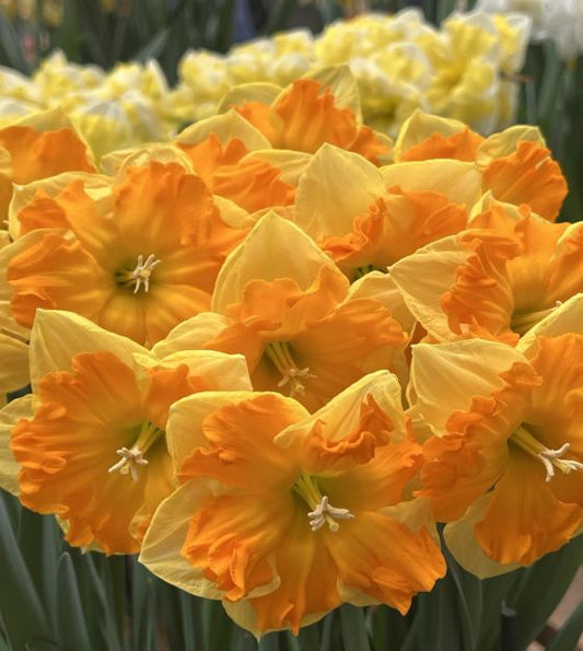 Narcises 'Outright Orange'