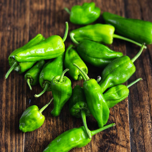 Pipari PADRON