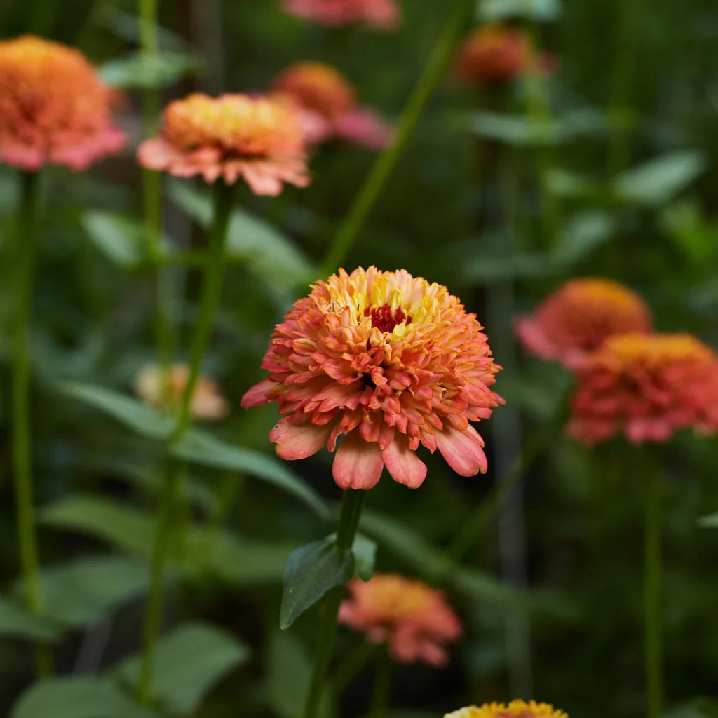 Cinnija 'Cresto Peachy Pink'