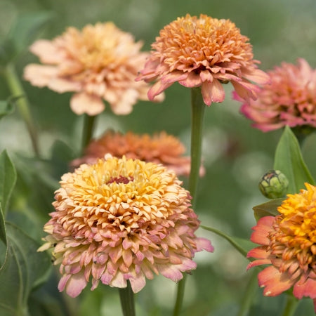 Cinnija 'Cresto Peachy Pink'