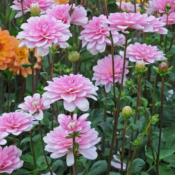 Dālija 'Pink Perception'