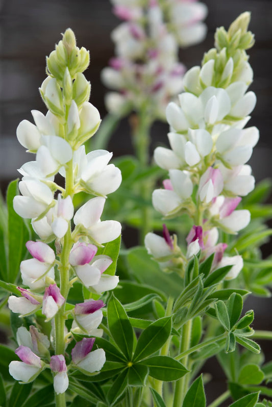 Lupīna zemā 'Pixie Pink'