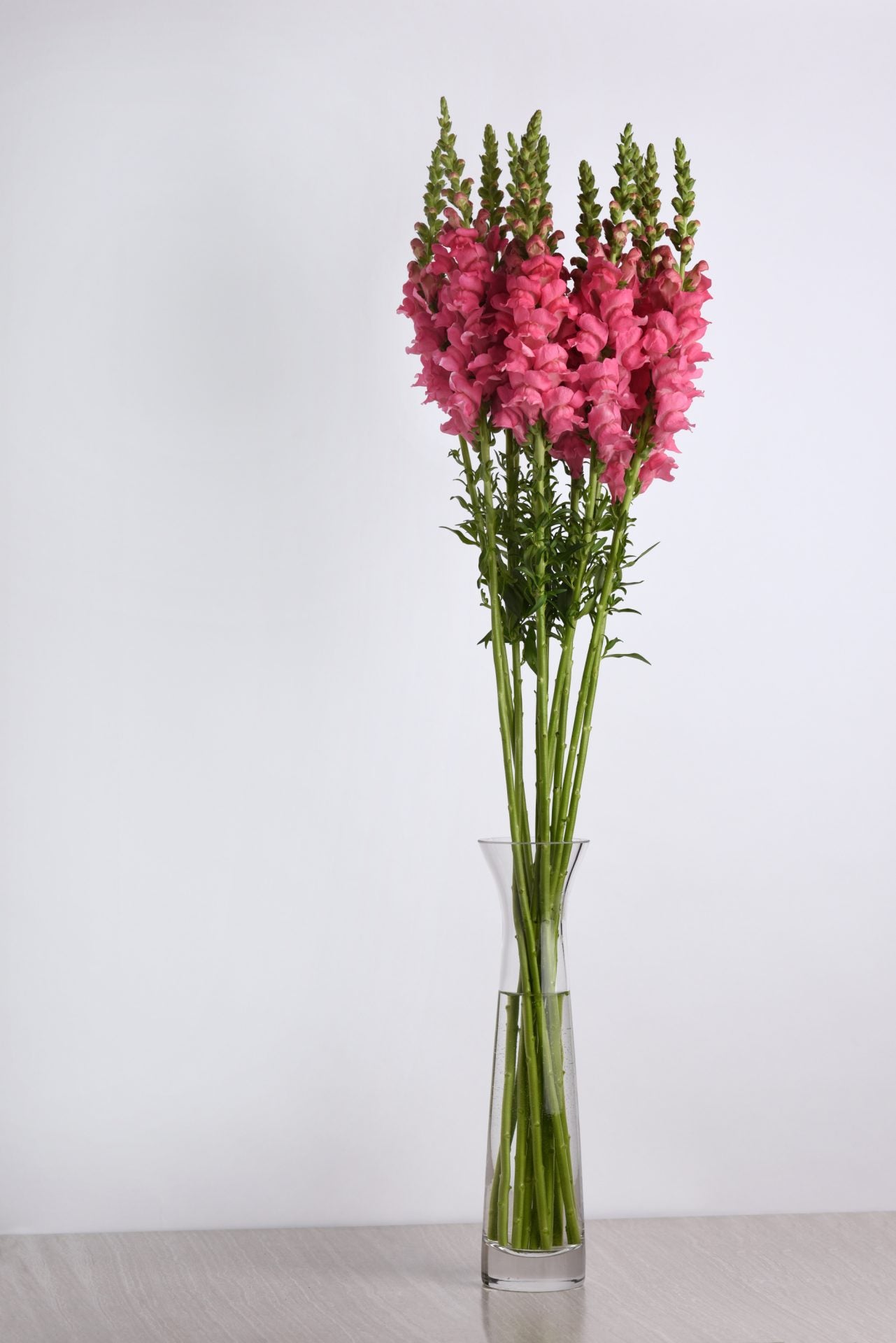 Lauvmutīte 'Potomac Dark Pink'