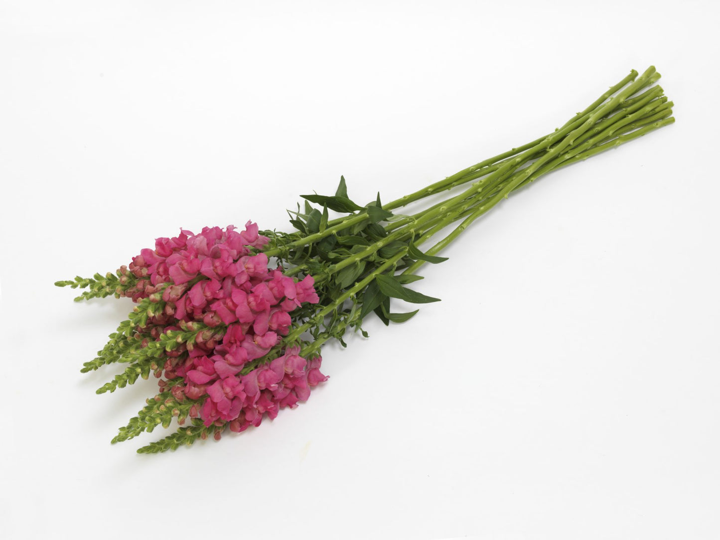 Lauvmutīte 'Potomac Dark Pink'