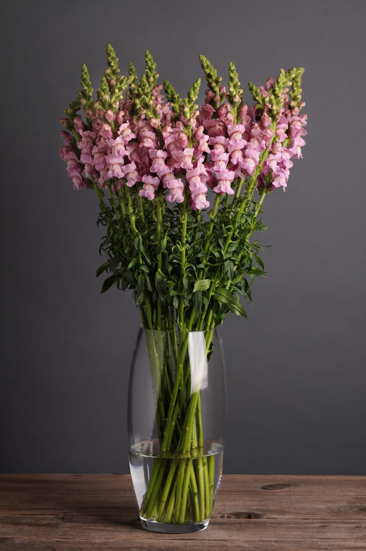 Lauvmutīte 'Potomac Lavender'
