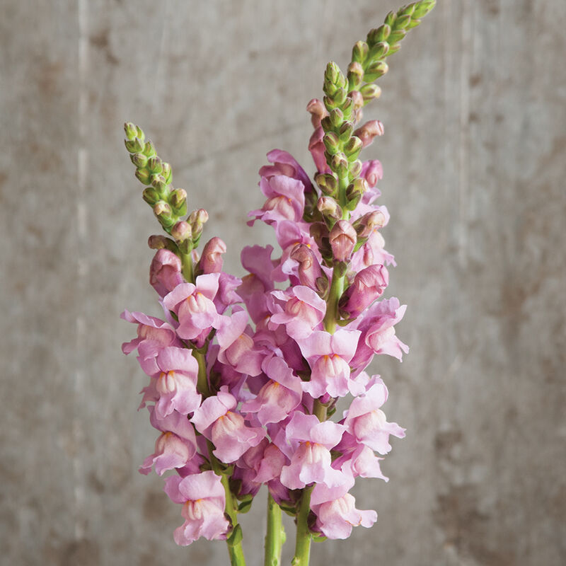 Lauvmutīte 'Potomac Lavender'