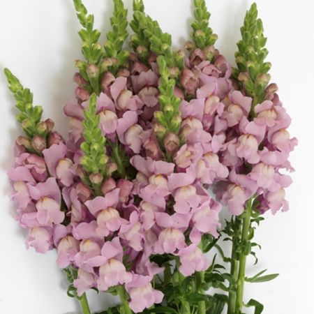 Lauvmutīte 'Potomac Lavender'