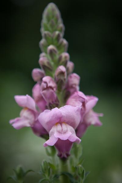 Lauvmutīte 'Potomac Lavender'