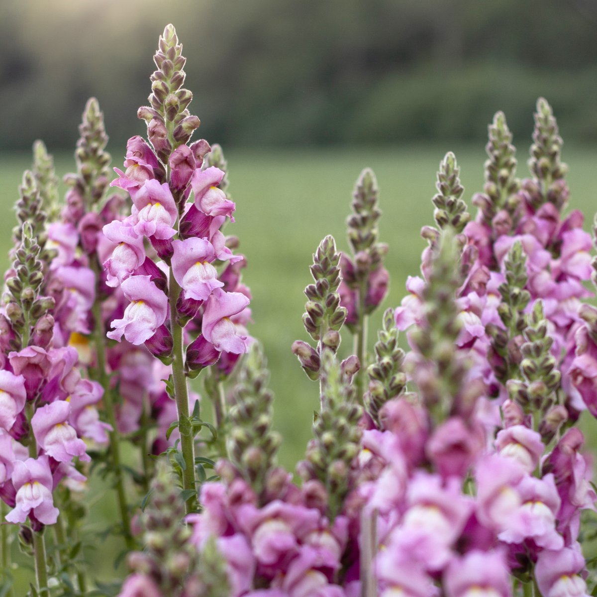 Lauvmutīte 'Potomac Lavender'