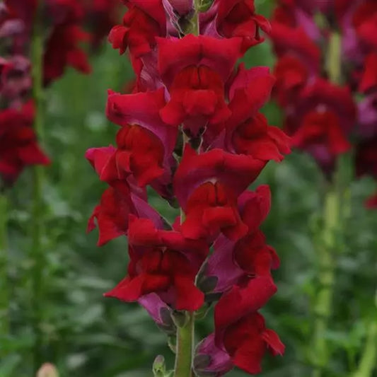 Lauvmutīte 'Potomac RED'