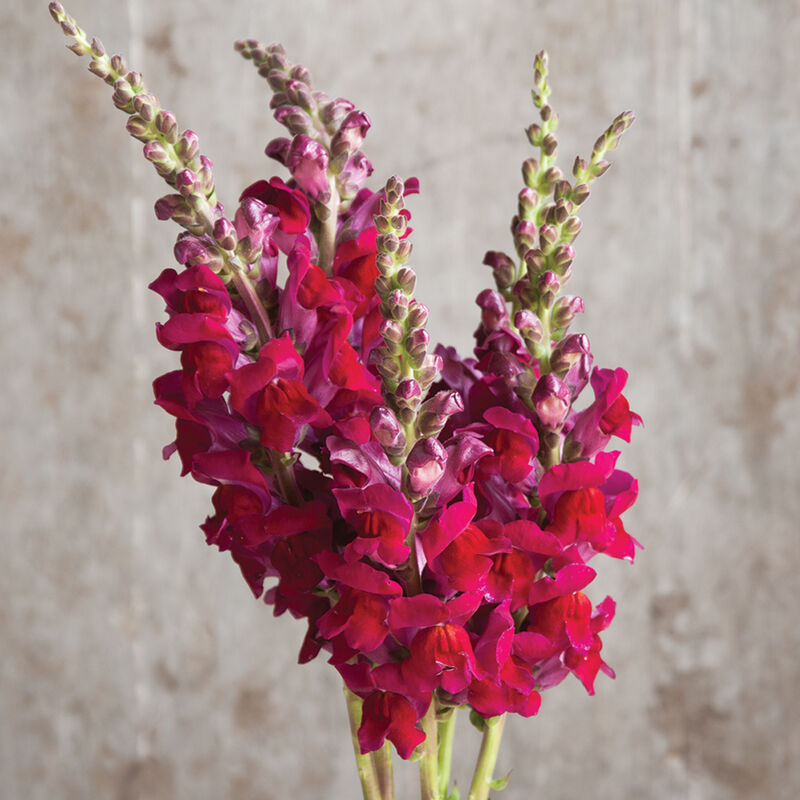 Lauvmutīte 'Potomac RED'
