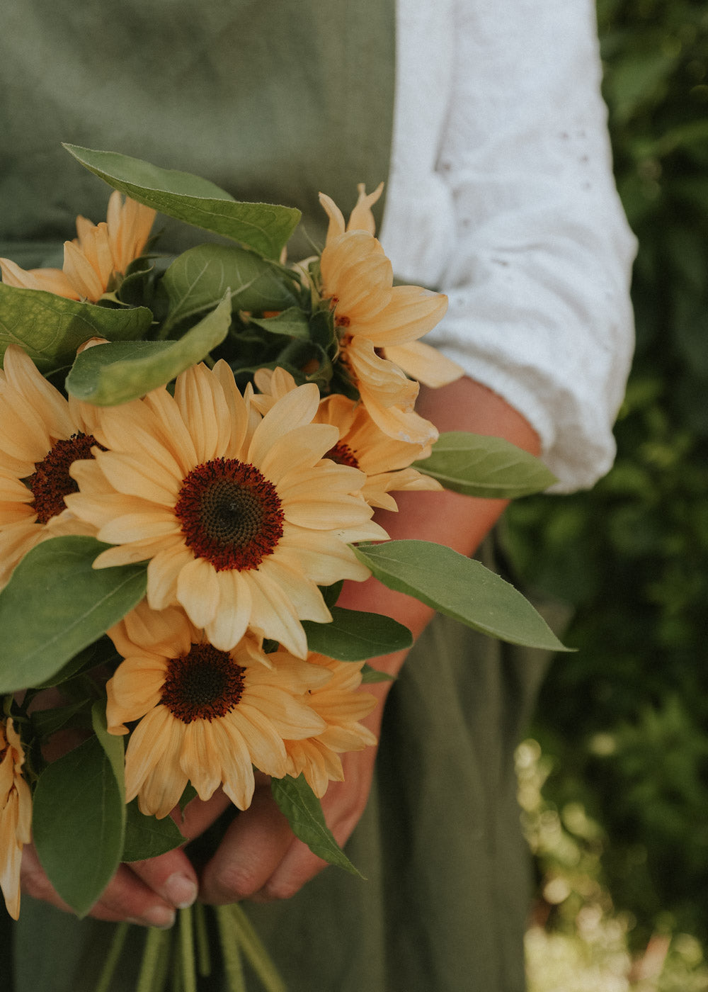 Saulespuķe 'PRO CUT PEACH'