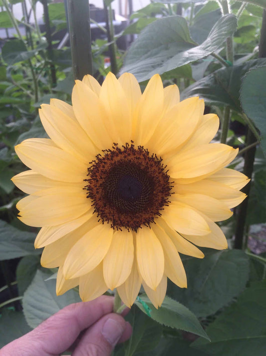 Saulespuķe 'PRO CUT PEACH'