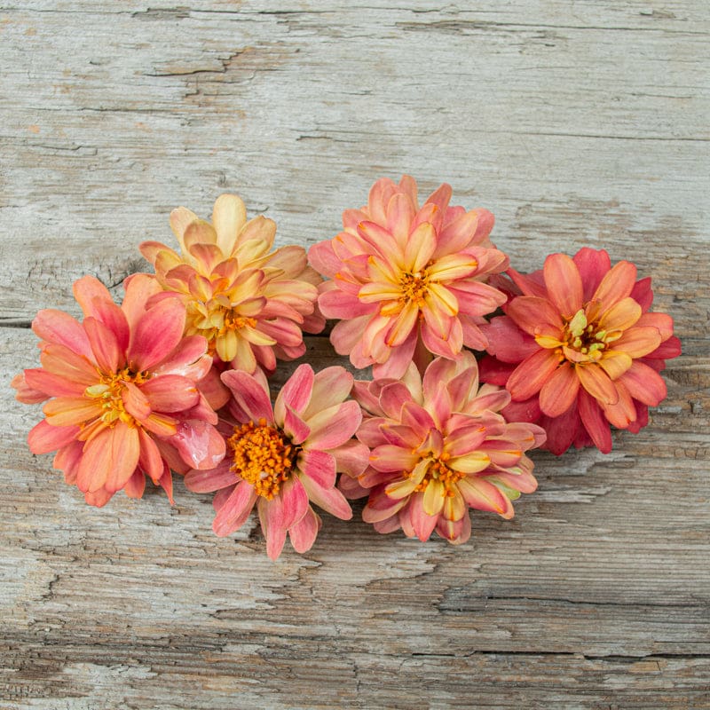 Cinnija 'Profusion Double Deep Salmon'