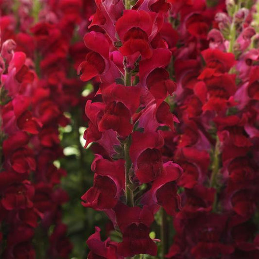 Lauvmutīte 'Potomac Crimson'