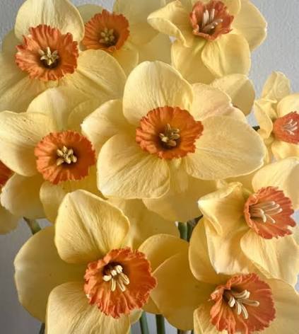 Narcises 'Pumpkin Spice' JAUNUMS