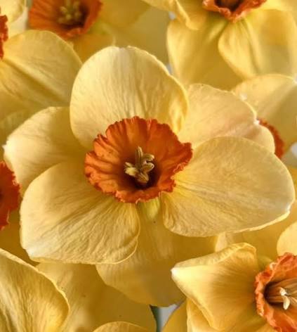 Narcises 'Pumpkin Spice' JAUNUMS