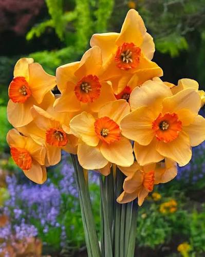 Narcises 'Pumpkin Spice' JAUNUMS