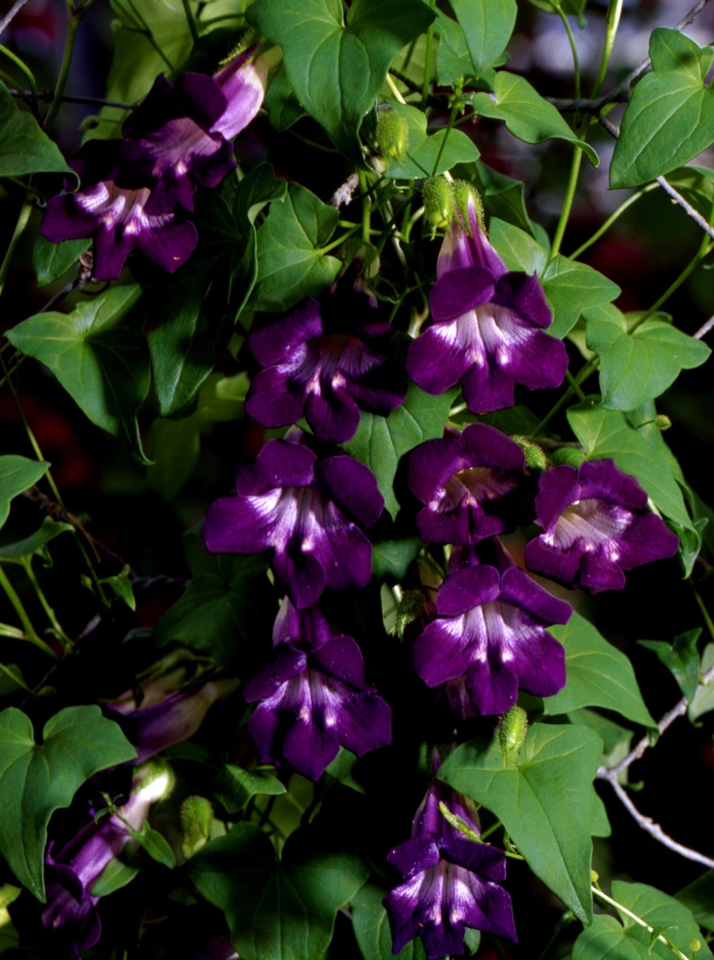 Asarīne Mystic Purple