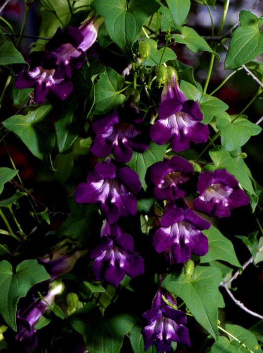 Asarīne Mystic Purple