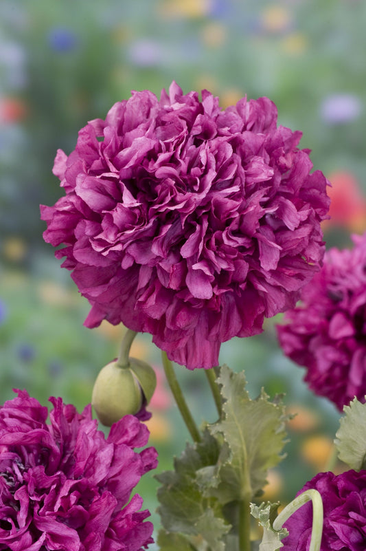 Miega magone 'Purple Peony'