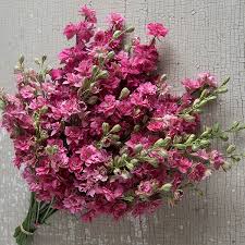 Delfīnija 'Qis Rose'