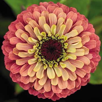Cinnija 'QUEEN RED LIME'