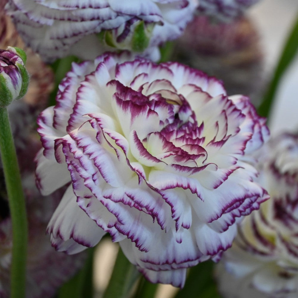 Āzijas gundegas ELEGANCE® 'Bianco Striato'