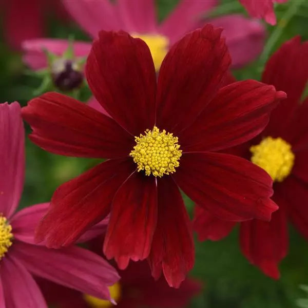 Kosmeja 'Sonata Red Shades'