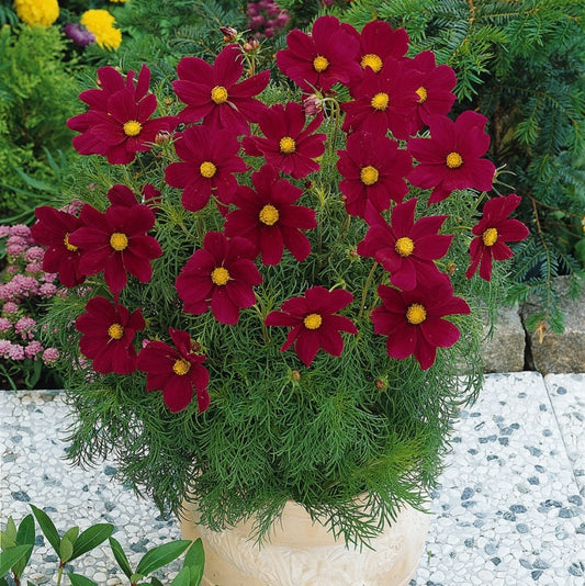 Kosmeja 'Sonata Red Shades'