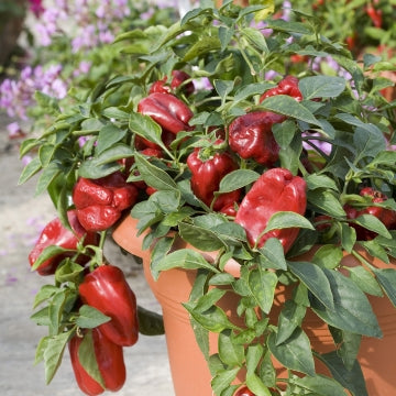 Nokarenā paprika 'Red Skin'