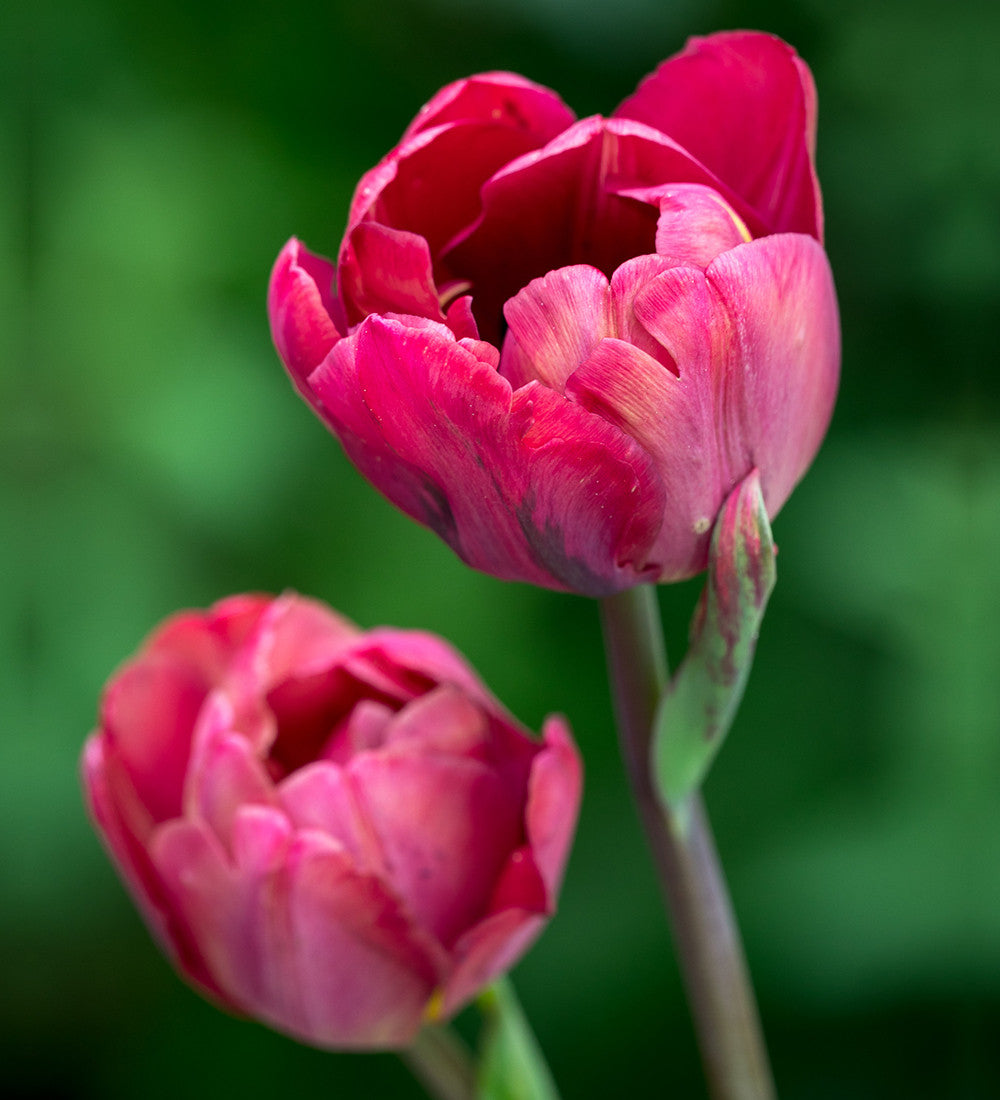 Tulpes 'Ridgedale'