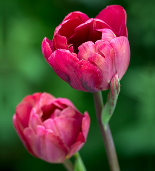 Tulpes 'Ridgedale'