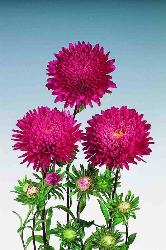 Asteres 'Standy Red'