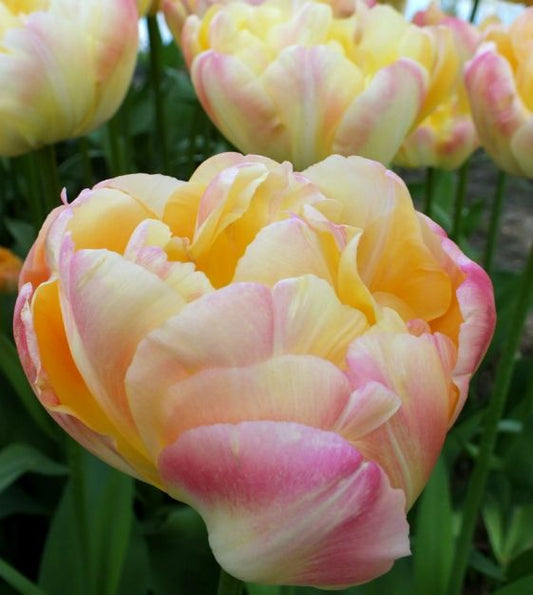 Tulpes 'Creme Upstar' R