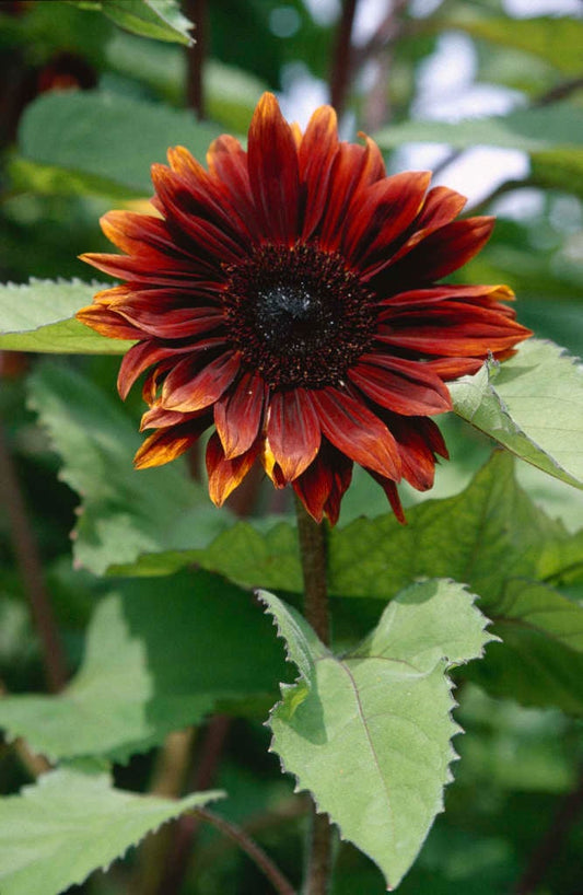 Saulespuķe 'Claret'