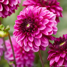 Dālija ‘Lilac Bull’
