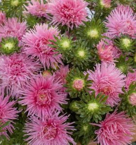 Asteres 'Valkyrie' Rose