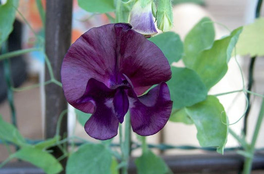 Puķuzirņi 'Royal Maroon'