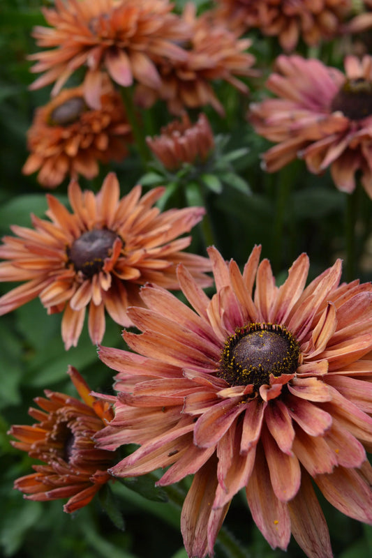 Rudbekija ' Sahara'