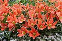 Tulpes 'Salmon Gem'