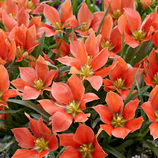 Tulpes 'Salmon Gem'