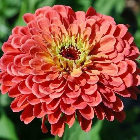 Cinnijas Benary's Giant Salmon Rose