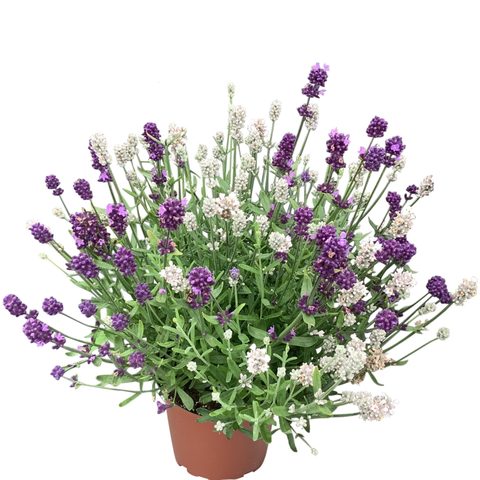 Lavanda 'Scent Blue & White'